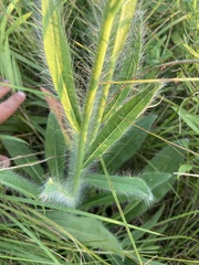 Hieracium longipilum