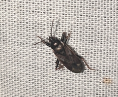 Eremocoris fenestratus