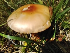 Amanita crocea