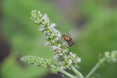 Eristalis arbustorum