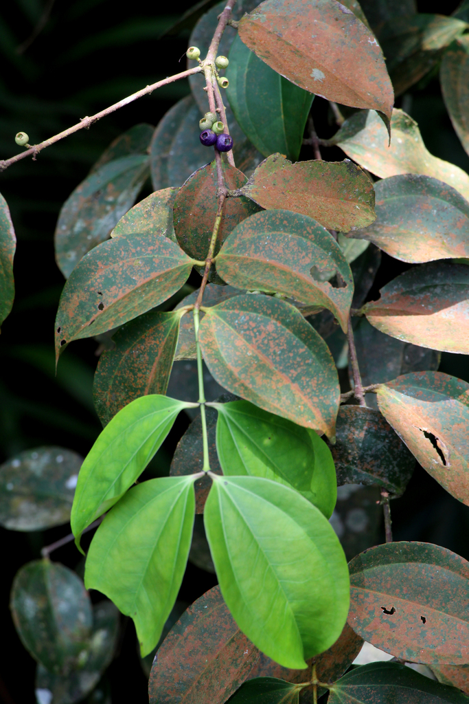 Pternandra coerulescens (Pternandra coerulescens)