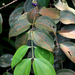 Pternandra coerulescens - Photo (c) loupok, algunos derechos reservados (CC BY-NC-ND)
