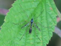 Ptychoptera contaminata