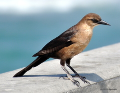 Boat-Tailed Grackle photo 6