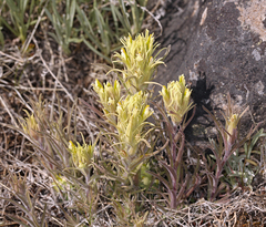 Castilleja pilosa