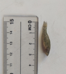 Perccottus glenii