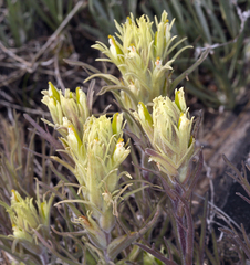 Castilleja pilosa
