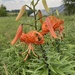 Tiger Lily - Photo (c) John, some rights reserved (CC BY-NC), uploaded by John
