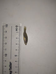 Perccottus glenii