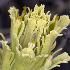 Castilleja pilosa