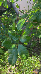 Schinus terebinthifolia