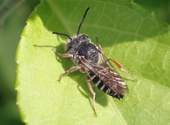 Coelioxys octodentatus