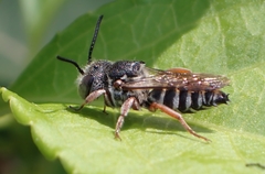 Coelioxys octodentatus