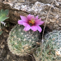 Acmaeodera parkeri