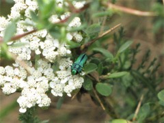 Anthaxia scorzonerae