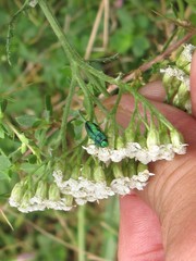 Anthaxia scorzonerae