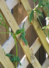 Anolis carolinensis