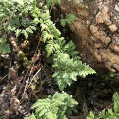Myriopteris wrightii