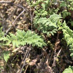 Myriopteris wrightii