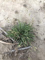 Phemeranthus confertiflorus