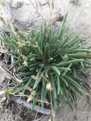 Phemeranthus confertiflorus