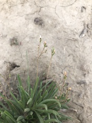 Phemeranthus confertiflorus