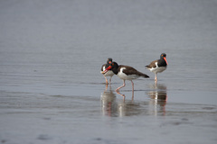 Haematopus palliatus