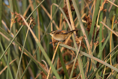 Phleocryptes melanops