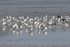 Leucophaeus pipixcan