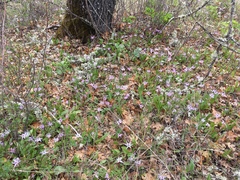 Erythronium hendersonii