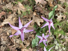 Erythronium hendersonii