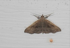 Phalaenostola eumelusalis