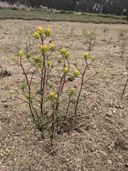 Orochaenactis thysanocarpha