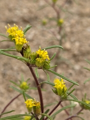 Orochaenactis thysanocarpha