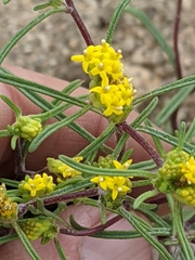 Orochaenactis thysanocarpha