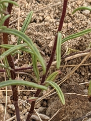 Orochaenactis thysanocarpha