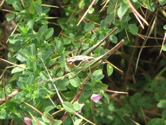 Sepiana sepium
