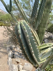 Trichocereus macrogonus