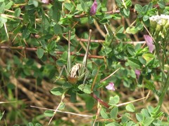 Sepiana sepium