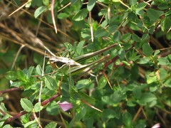 Sepiana sepium