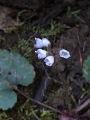 Veronica californica