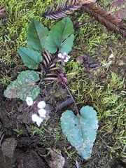 Veronica californica