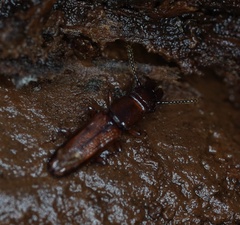 Prostomis