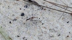 Ellipsoptera gratiosa