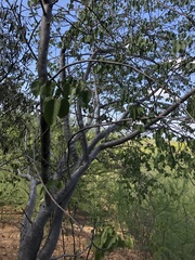 Haematoxylum brasiletto