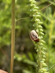 Calligrapha dislocata