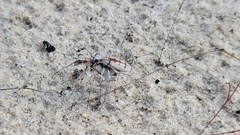 Ellipsoptera gratiosa