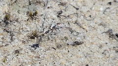 Ellipsoptera gratiosa