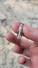 Spharagemon marmorata