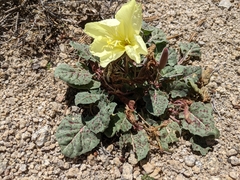 Oenothera xylocarpa